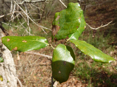 Petites feuilles (3 à 5 cm) alternes et à pétiole court, coriaces et plus ou moins dentées dont la face supérieure est bombée d'un vert glauque. Agrandir dans une nouvelle fenêtre (ou onglet)